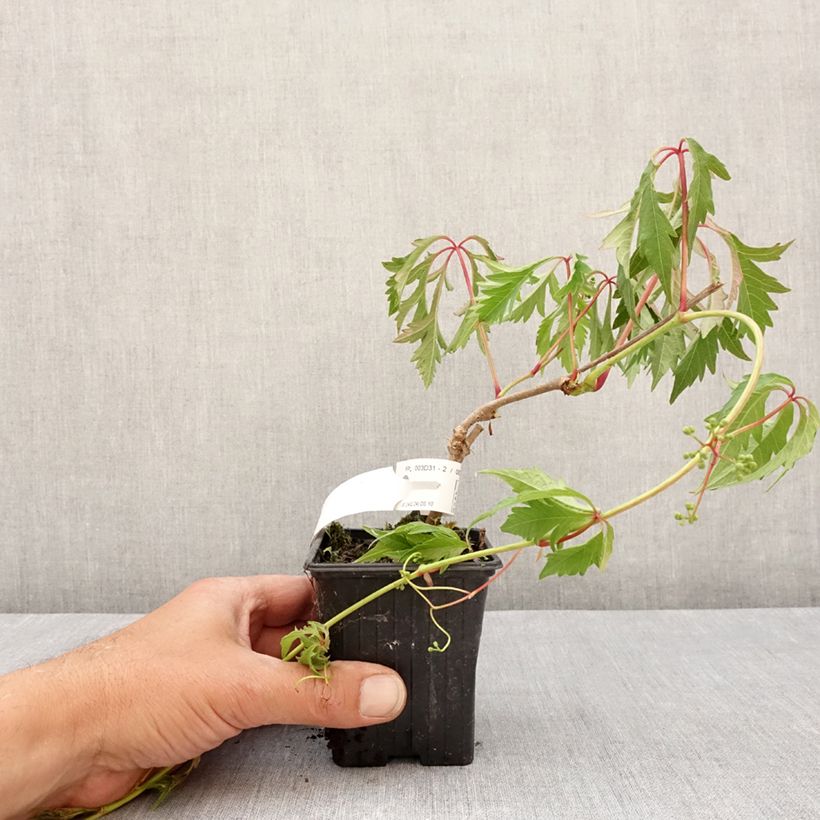 Exemplaar van Parthenocissus quinquefolia Kirigami - Wilde wingerd Kweekpotje van 8/9 cm zoals geleverd in de lente