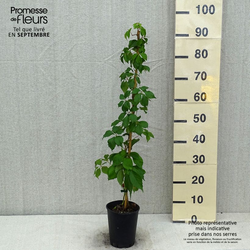Exemplaar van Parthenocissus quinquefolia Murorum - Wilde wingerd Pot van 3 l/4 l zoals geleverd in de zomer