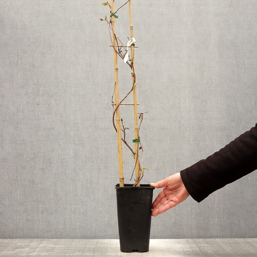 Exemplaar van Parthenocissus quinquefolia Murorum - Wilde wingerd Pot van 3 l/4 l zoals geleverd in de lente