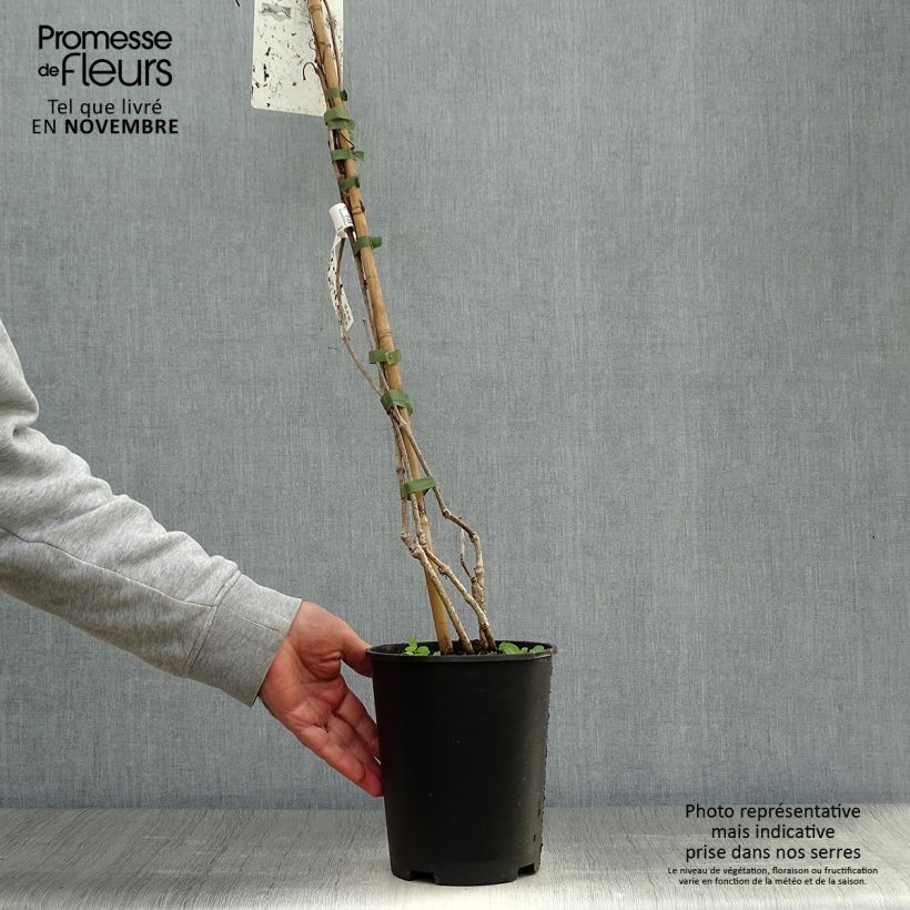 Exemplaar van Vigne vierge - Parthenocissus quinquefolia Pot de 2L/3L zoals geleverd in de herfst