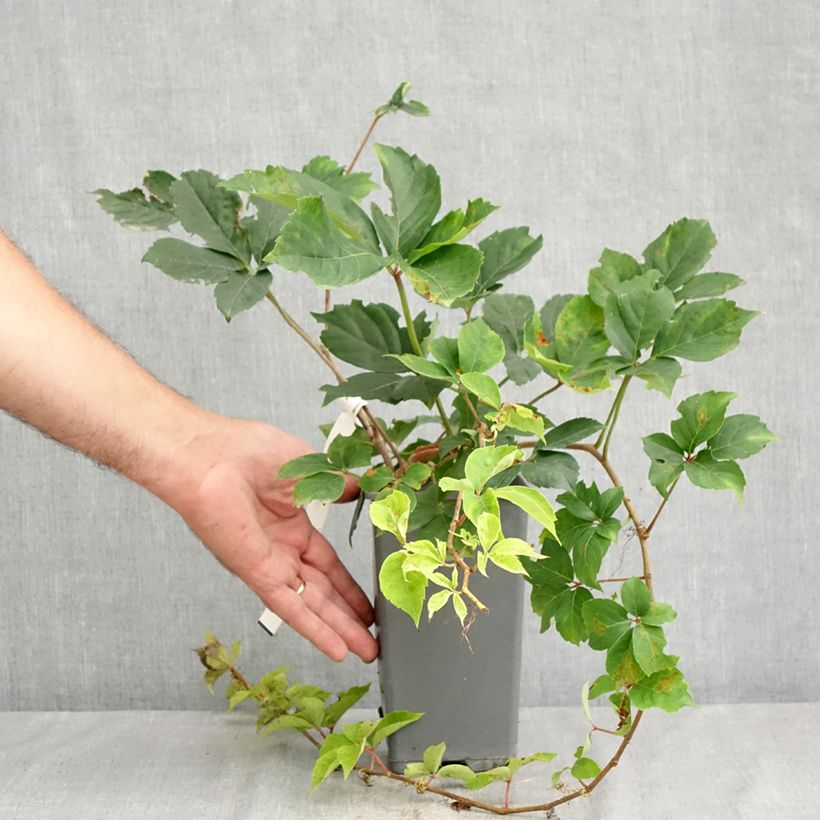 Exemplaar van Parthenocissus quinquefolia Yellow Wall - Wilde wingerd Pot van 1,5 l/2 l zoals geleverd in de zomer