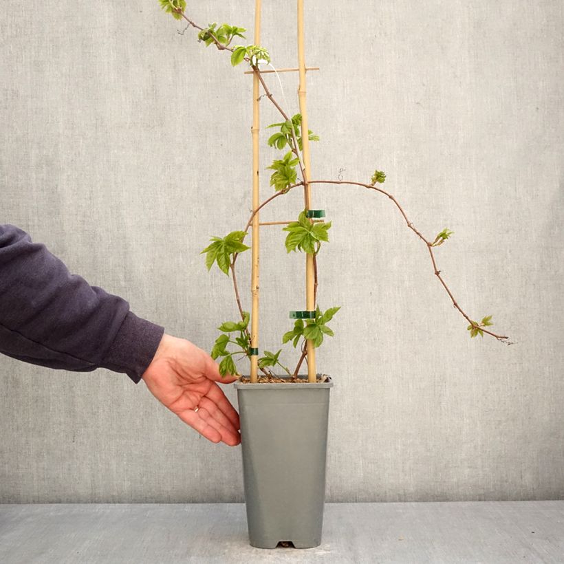 Exemplaar van Parthenocissus quinquefolia Yellow Wall - Wilde wingerd Pot van 1,5 l/2 l zoals geleverd in de lente