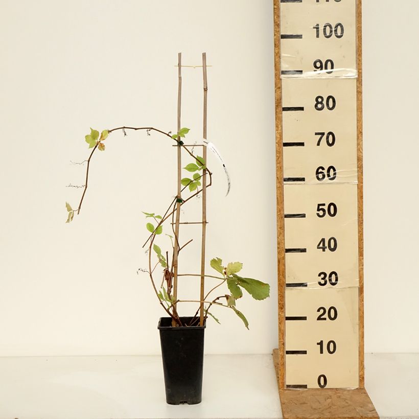 Exemplaar van Parthenocissus quinquefolia Yellow Wall - Wilde wingerd Pot van 3 l/4 l zoals geleverd in de herfst
