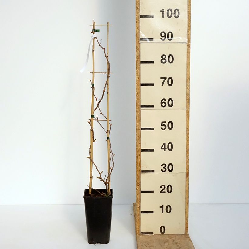 Exemplaar van Parthenocissus quinquefolia Yellow Wall - Wilde wingerd Pot van 3 l/4 l zoals geleverd in de lente