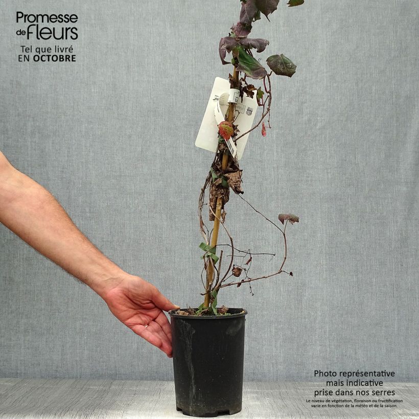Exemplaar van Parthenocissus tricuspidata Atropurpurea - Wilde wingerd Pot van 2 l/3 l zoals geleverd in de herfst