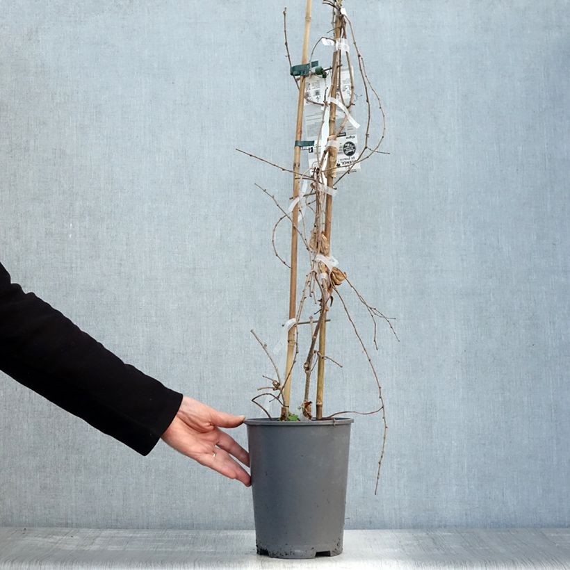Exemplaar van Parthenocissus tricuspidata Fenway Park - Wilde wingerd Pot van 4 l/5 l zoals geleverd in de herfst