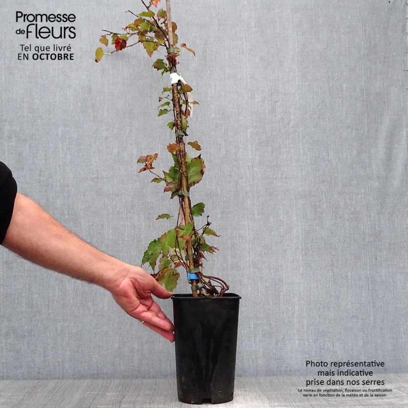 Exemplaar van Parthenocissus tricuspidata Minutifolia - Wilde wingerd Pot van 2 l/3 l zoals geleverd in de herfst