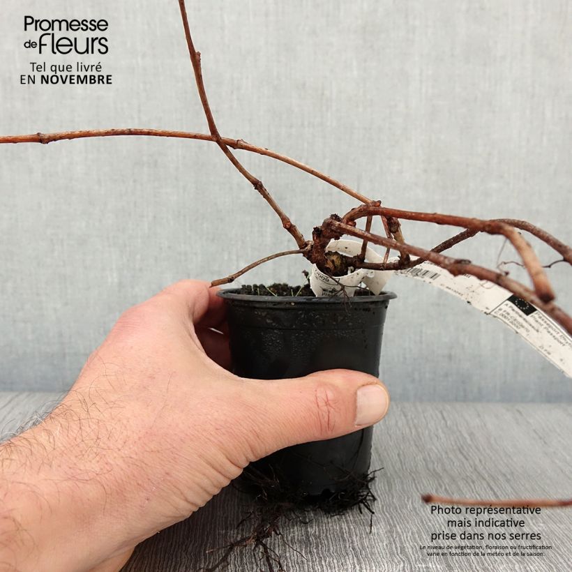 Exemplaar van Parthenocissus tricuspidata Veitchii - Wilde wingerd Kweekpotje van 8/9 cm zoals geleverd in de herfst