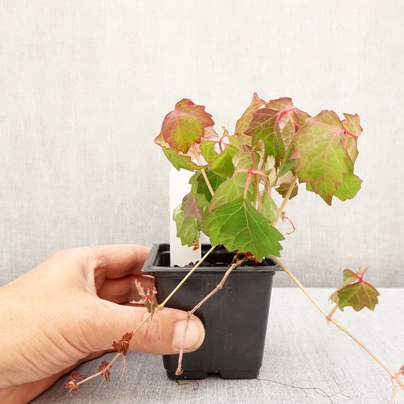 Exemplaar van Parthenocissus tricuspidata Veitchii - Wilde wingerd Kweekpotje van 8/9 cm zoals geleverd in de lente