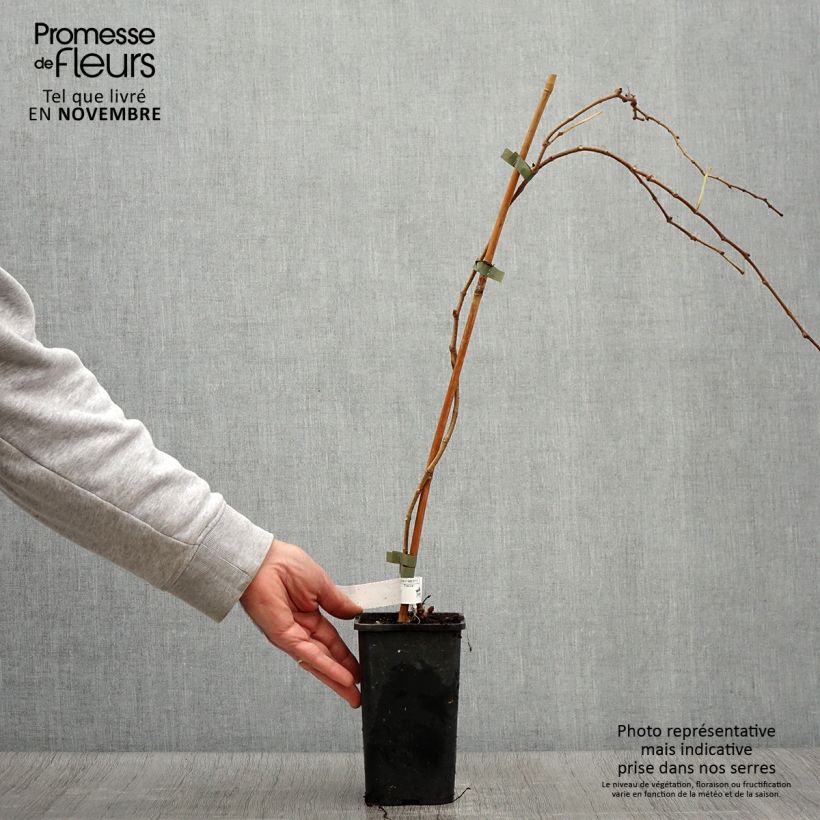 Exemplaar van Parthenocissus tricuspidata Veitchii Robusta - Wilde wingerd Pot van 1,5 l/2 l zoals geleverd in de herfst