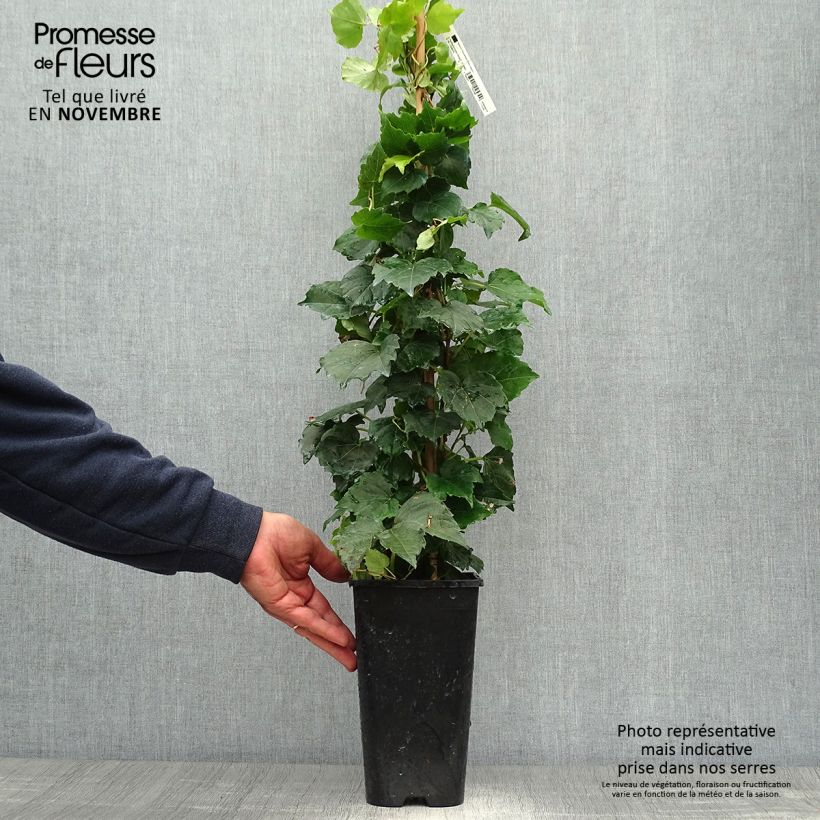 Exemplaar van Parthenocissus tricuspidata Veitchii Robusta - Wilde wingerd Pot van 2 l/3 l zoals geleverd in de herfst