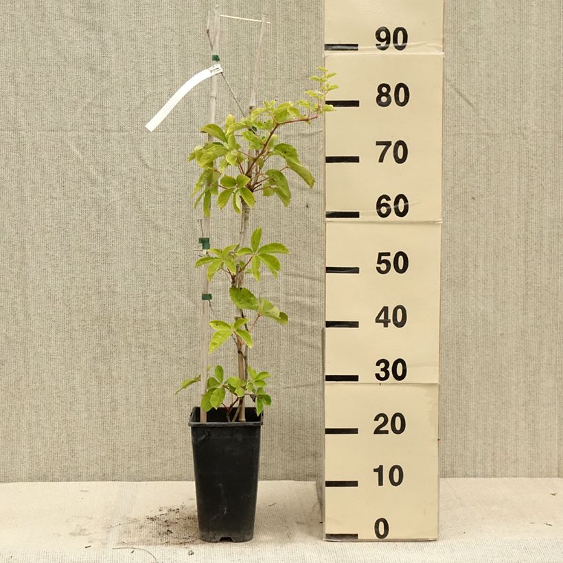Exemplaar van Parthenocissus quinquefolia Yellow Wall - Wilde wingerd Pot van 3 l/4 l zoals geleverd in de zomer