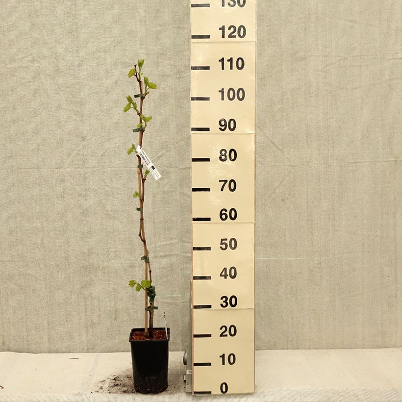 Exemplaar van Druif Phoenix Pot van 2 l/3 l zoals geleverd in de lente