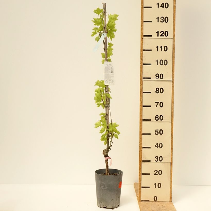 Exemplaar van Druif Argentina Pot van 4 l/5 l zoals geleverd in de lente