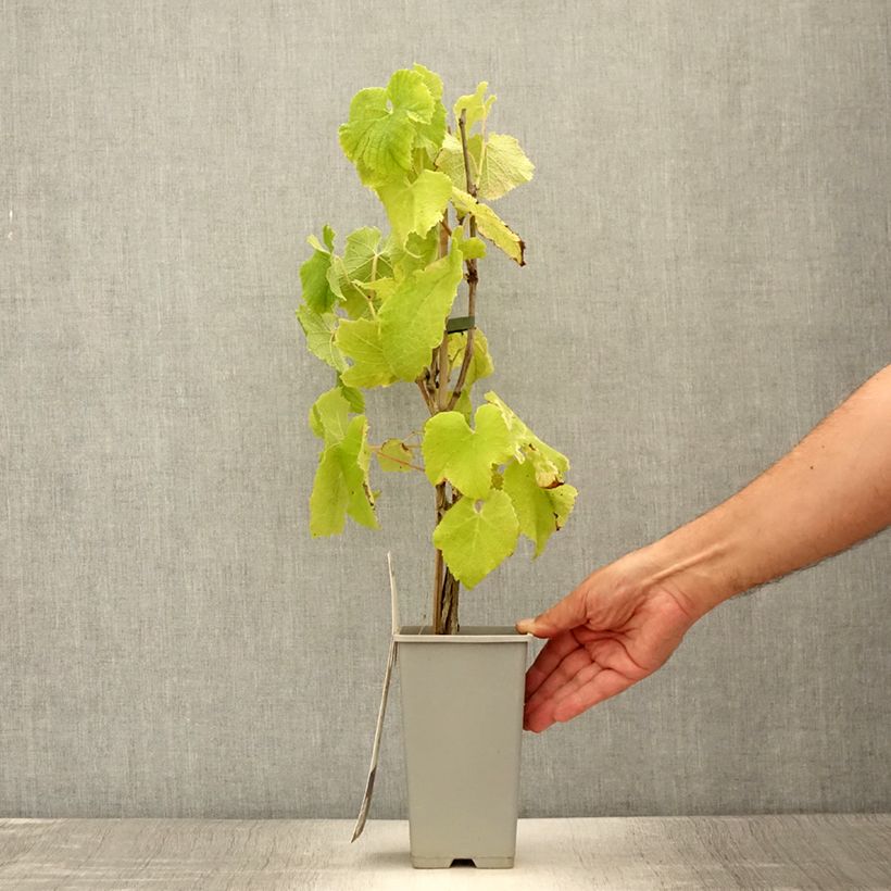 Exemplaar van Druif Himrod Pot van 1,5 l/2 l zoals geleverd in de zomer