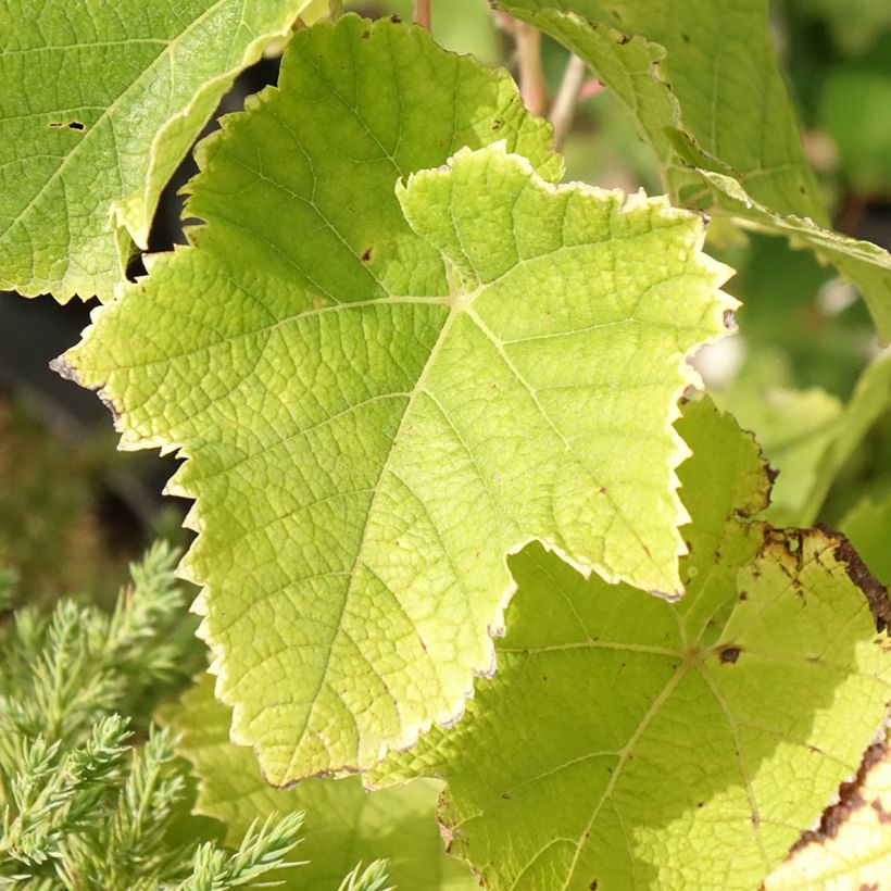 Druif Himrod (Blad)