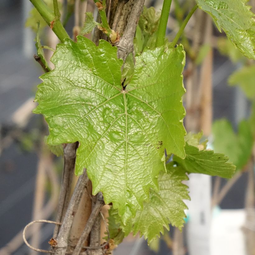 Druif Muscat Bleu (Blad)