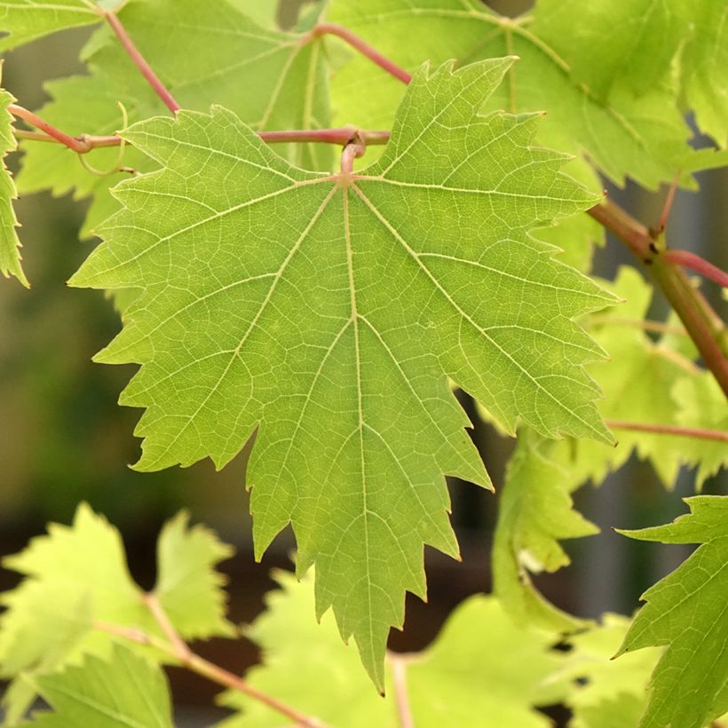 Druif Palatina (Blad)