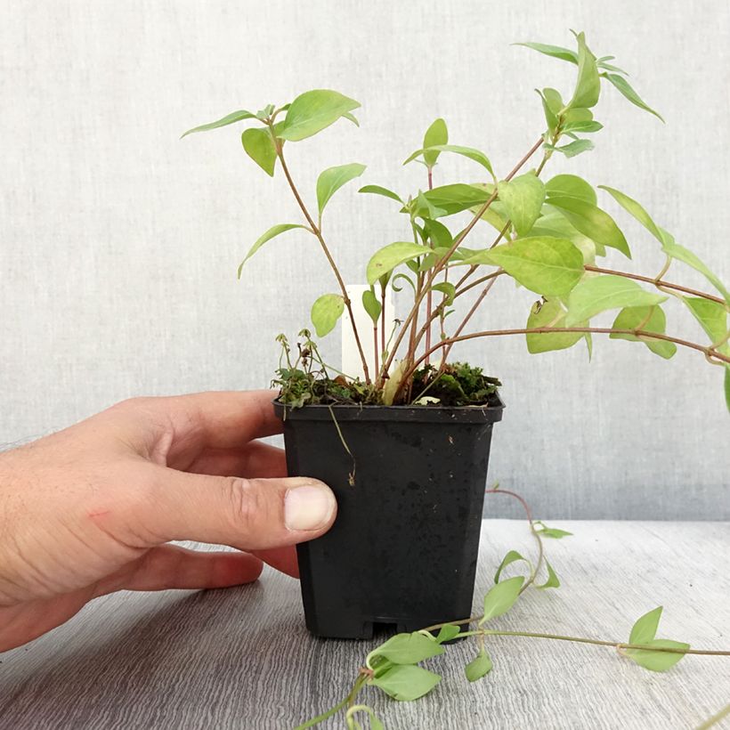 Exemplaar van Vinca major Alba - Grote maagdenpalm Kweekpotje van 8/9 cm zoals geleverd in de herfst