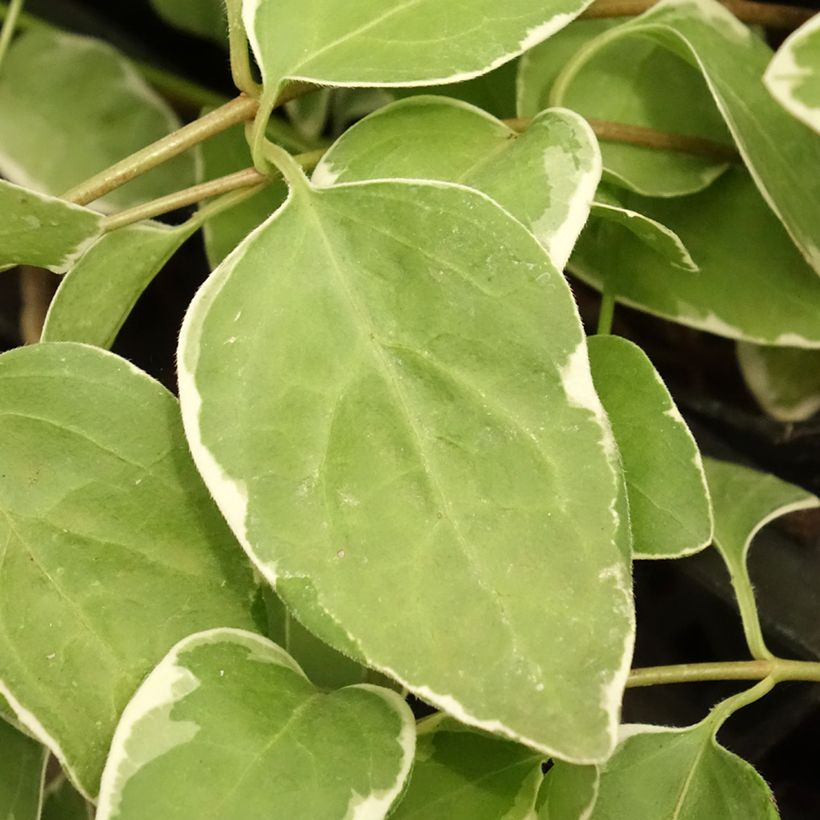 Vinca major Variegata - Grote maagdenpalm (Blad)
