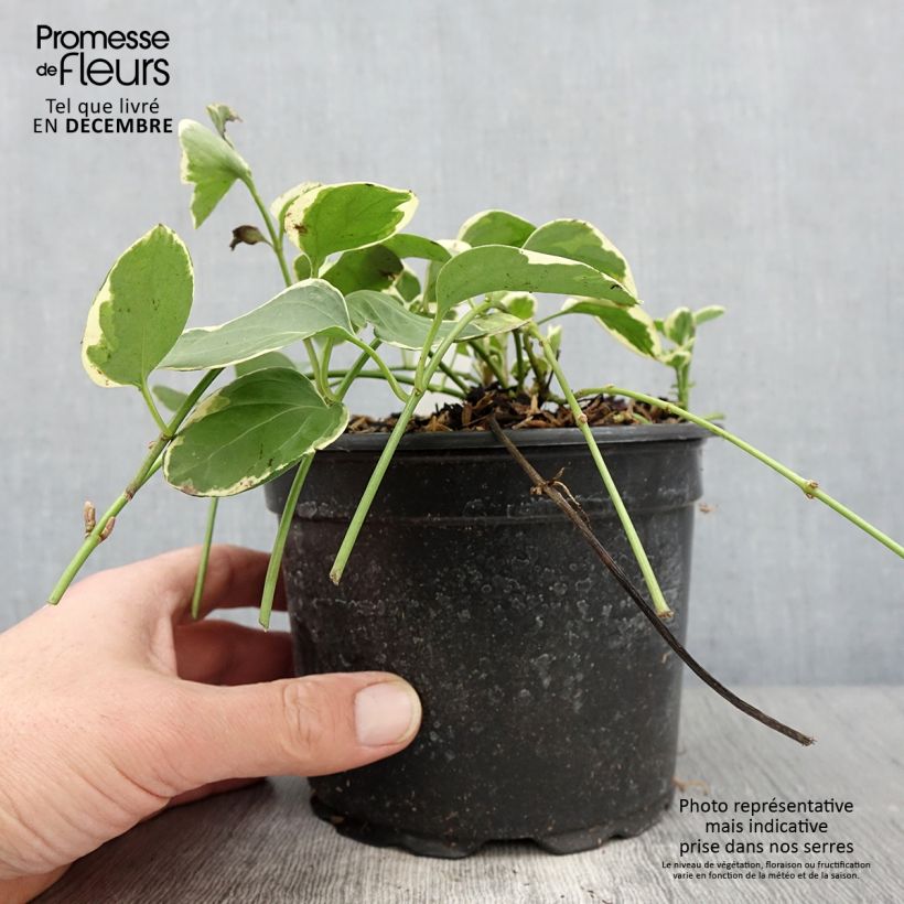 Exemplaar van Vinca major Variegata - Grote maagdenpalm Pot van 2 l/3 l zoals geleverd in de herfst
