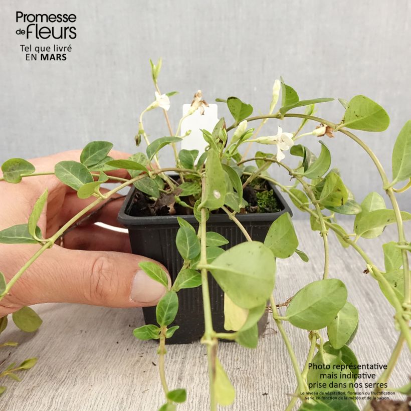 Example of Vinca minor Alba - Kleine maagdenpalm Kweekpotje van 8/9 cm as you get in printemps