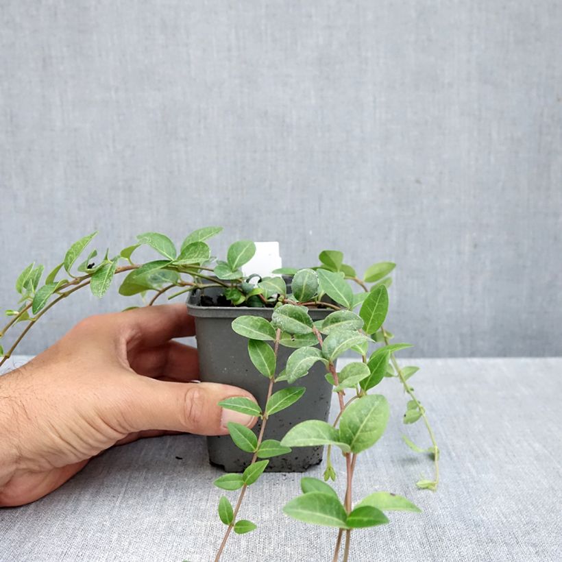 Exemplaar van Vinca minor Alba - Kleine maagdenpalm Kweekpotje van 8/9 cm zoals geleverd in de herfst