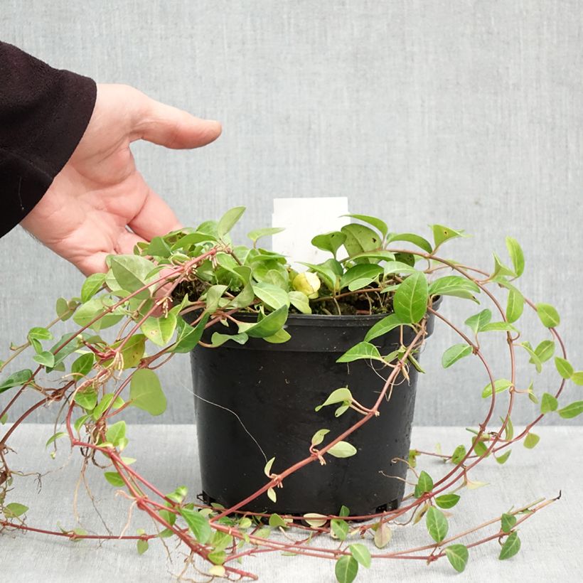 Exemplaar van Vinca minor Alba - Kleine maagdenpalm Pot van 2 l/3 l zoals geleverd in de herfst