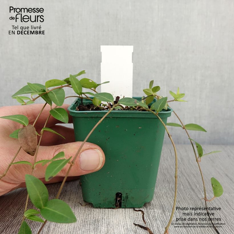 Exemplaar van Vinca minor Anna - Kleine maagdenpalm Kweekpotje van 8/9 cm zoals geleverd in de herfst