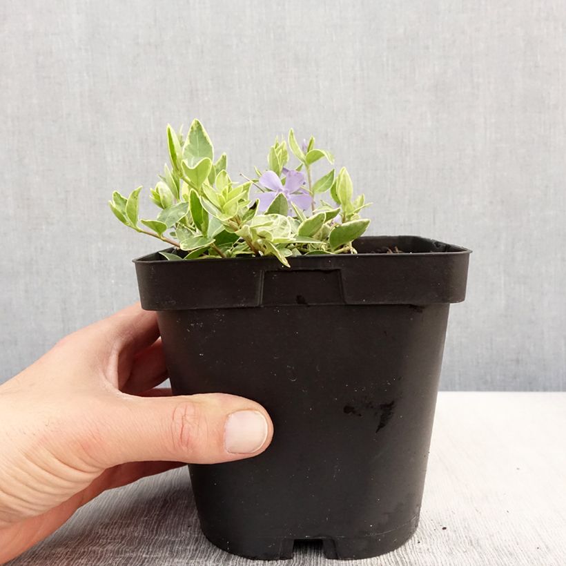 Exemplaar van Vinca minor Argenteovariegata - Kleine maagdenpalm Pot van 2 l/3 l zoals geleverd in de lente