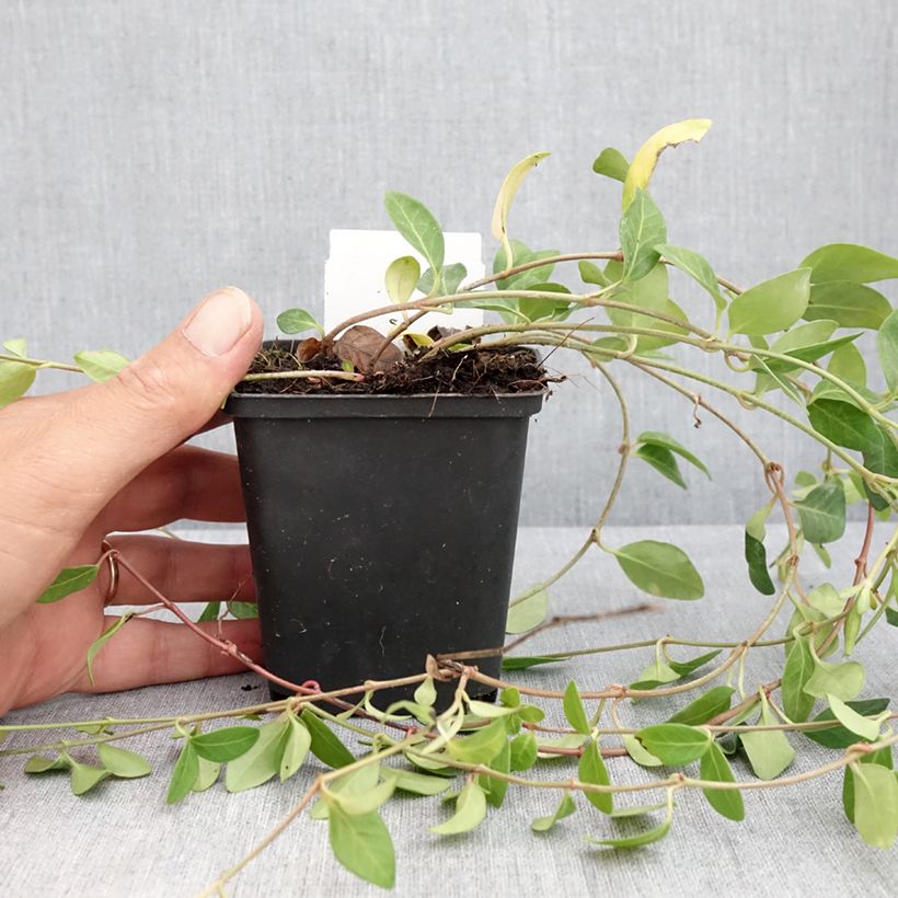 Exemplaar van Vinca minor Atropurpurea - Kleine maagdenpalm Kweekpotje van 8/9 cm zoals geleverd in de zomer