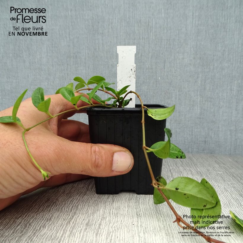 Exemplaar van Vinca minor Atropurpurea - Kleine maagdenpalm Kweekpotje van 8/9 cm zoals geleverd in de herfst