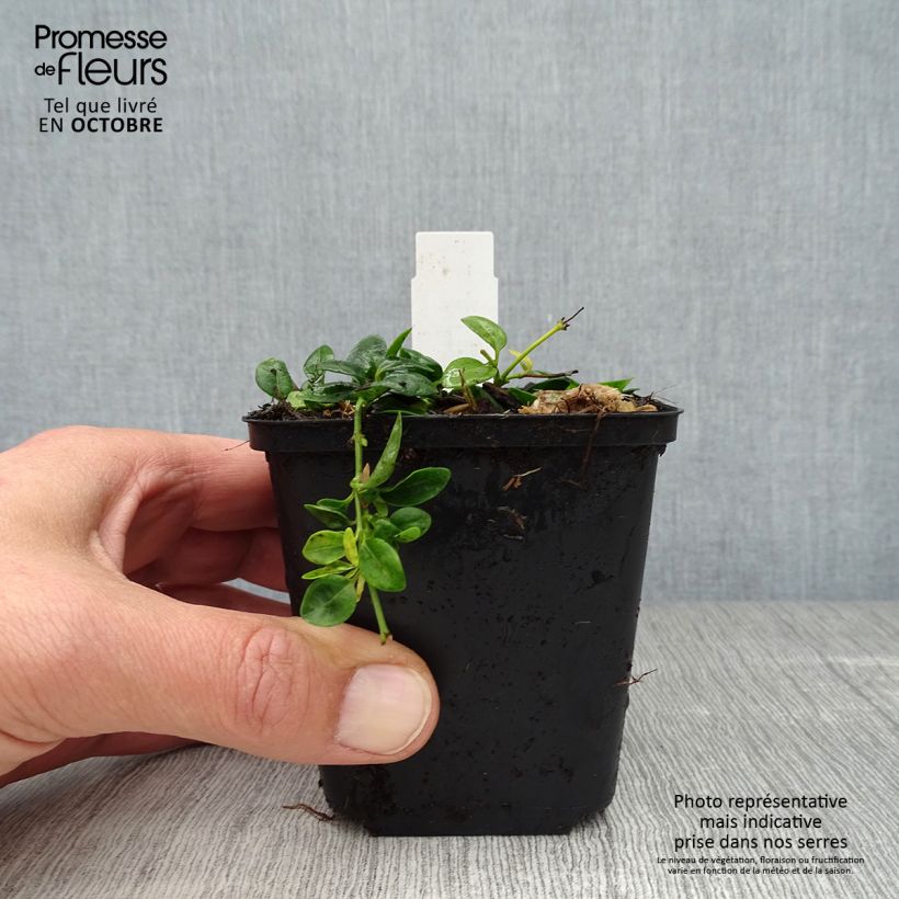 Exemplaar van Vinca minor Elisa - Kleine maagdenpalm Kweekpotje van 8/9 cm zoals geleverd in de herfst