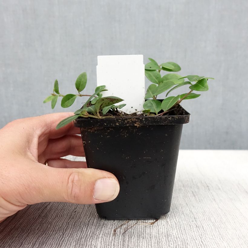 Exemplaar van Vinca minor Flower Power - Kleine maagdenpalm Kweekpotje van 8/9 cm zoals geleverd in de herfst