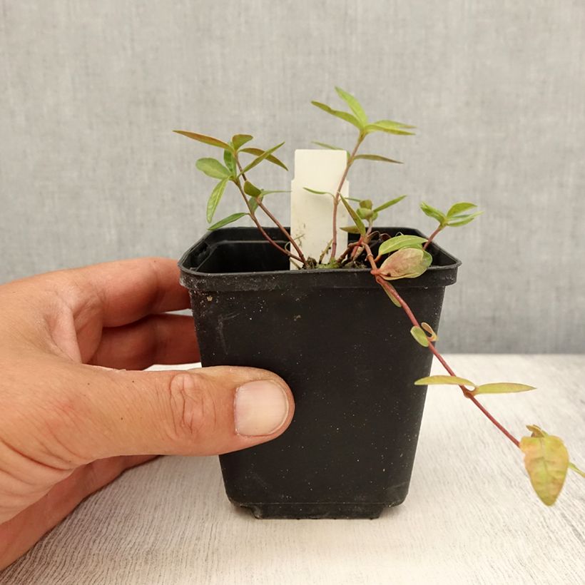 Exemplaar van Vinca minor Flower Power - Kleine maagdenpalm Kweekpotje van 8/9 cm zoals geleverd in de zomer