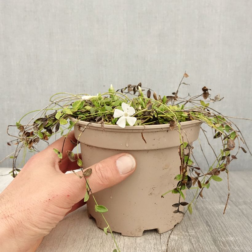 Exemplaar van Vinca minor Gertrude Jekyll - Kleine maagdenpalm Pot van 2 l/3 l zoals geleverd in de lente