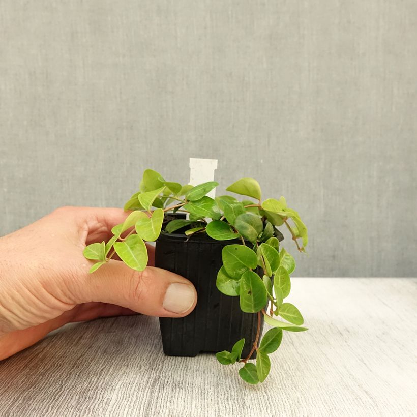 Exemplaar van Vinca minor Grüner Teppich - Petite pervenche Green Carpet Godet de 8/9 cm zoals geleverd in de herfst