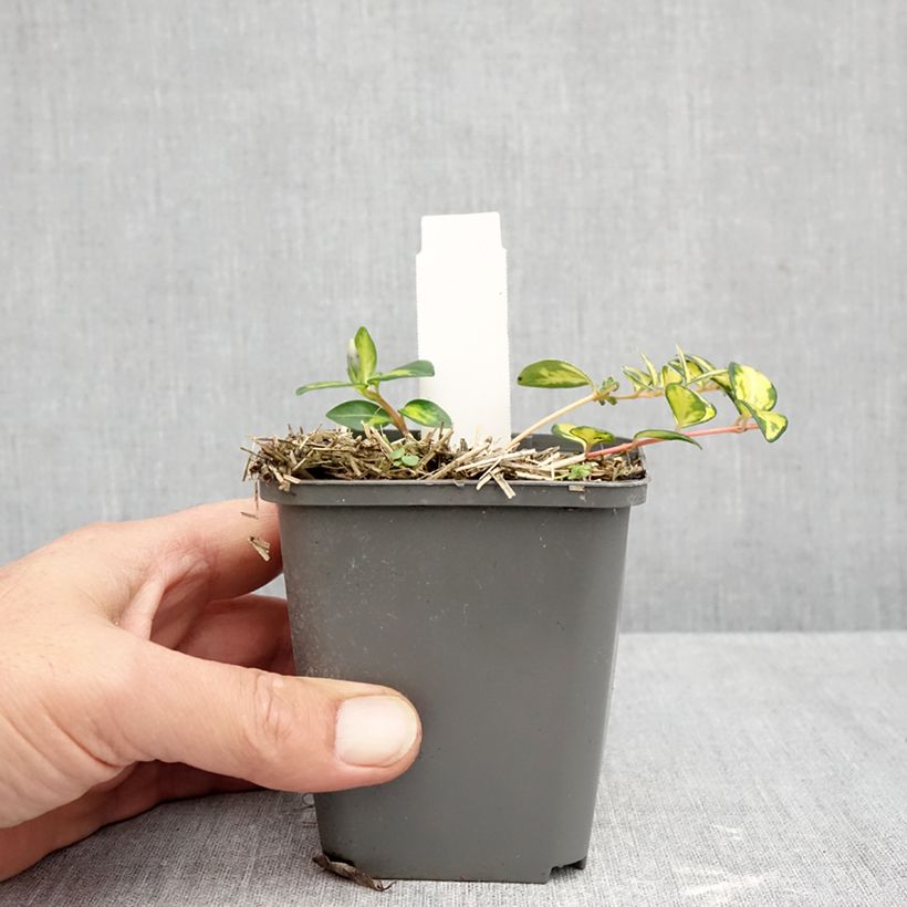 Exemplaar van Vinca minor Illumination - Kleine maagdenpalm Kweekpotje van 8/9 cm zoals geleverd in de herfst
