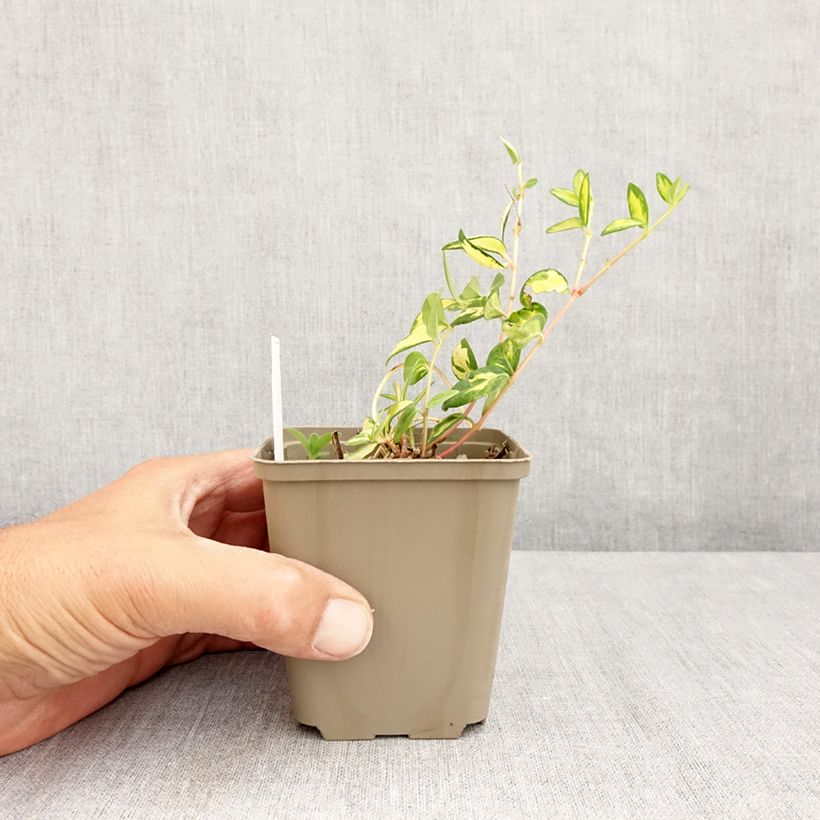 Exemplaar van Vinca minor Illumination - Kleine maagdenpalm Kweekpotje van 8/9 cm zoals geleverd in de zomer