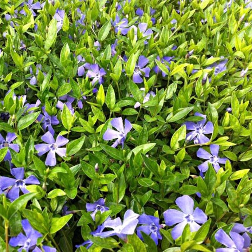 Vinca minor Josefine - Kleine maagdenpalm (Bloei)