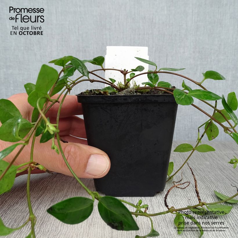 Exemplaar van Vinca minor Marie - Kleine maagdenpalm Kweekpotje van 8/9 cm zoals geleverd in de herfst