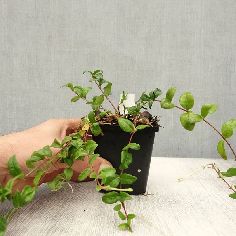 Exemplaar van Vinca minor Multiplex - Kleine maagdenpalm Kweekpotje van 8/9 cm zoals geleverd in de herfst