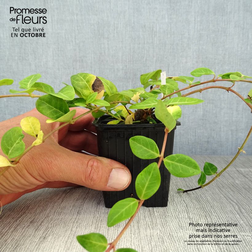 Exemplaar van Vinca minor - Kleine maagdenpalm Kweekpotje van 7/8 cm zoals geleverd in de herfst