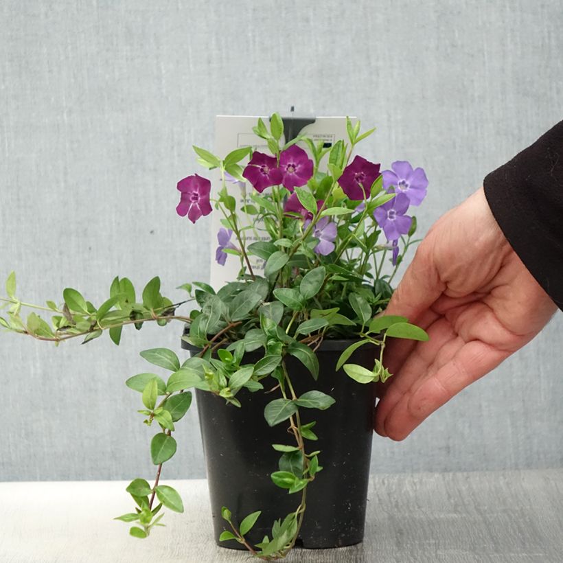 Exemplaar van Vinca minor Sebastians Beste - Kleine maagdenpalm Pot van 2 l/3 l zoals geleverd in de lente