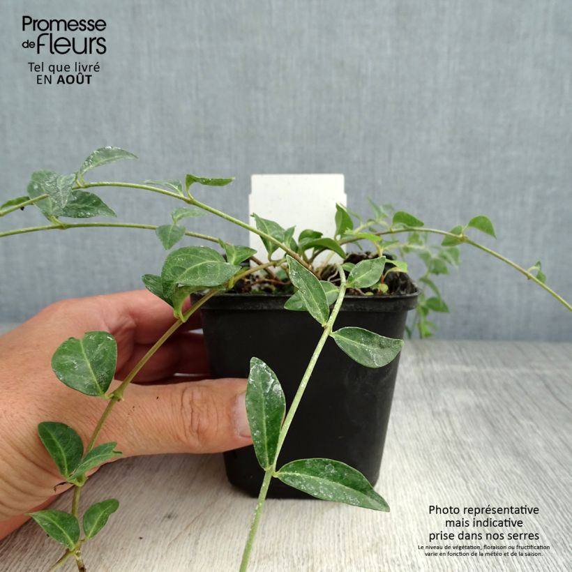 Exemplaar van Vinca minor Valentin - Kleine maagdenpalm Kweekpotje van 8/9 cm zoals geleverd in de zomer