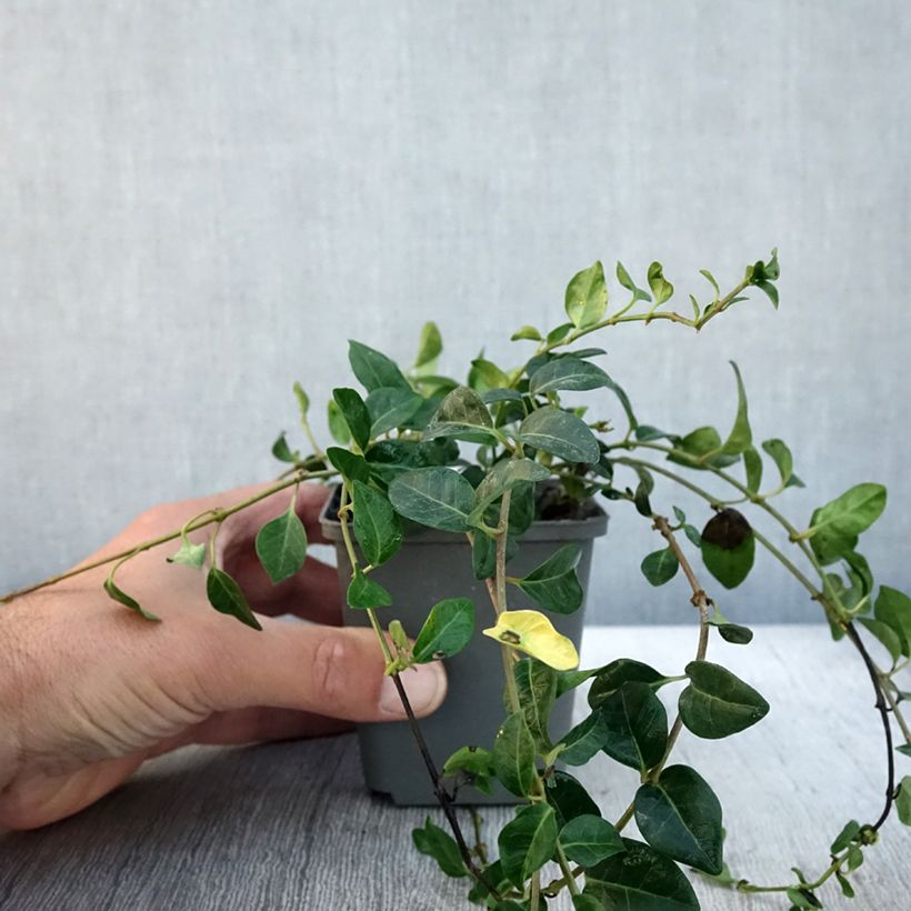 Exemplaar van Vinca minor Valentin - Petite Pervenche Godet de 8/9 cm zoals geleverd in de herfst