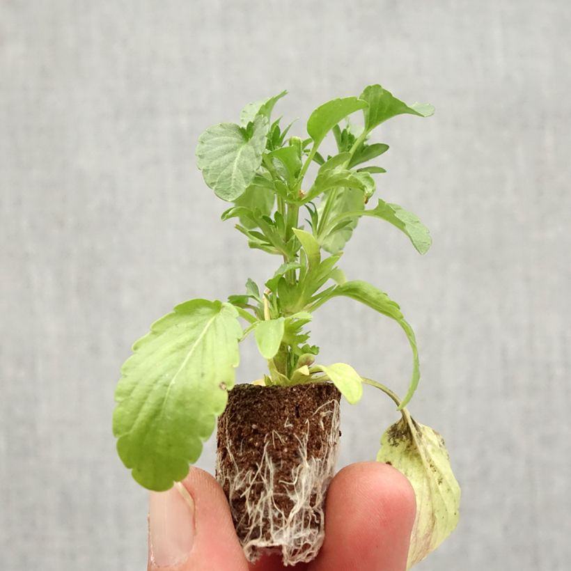 Exemplaar van Viola Blue Moon - Viool Mini-mot Ø 1,5/2,5 cm zoals geleverd in de herfst