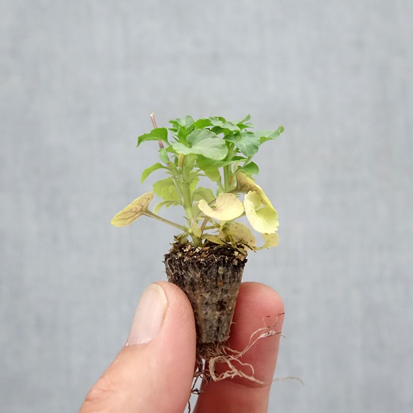 Exemplaar van Viola cornuta Butterfly Orange and Purple - Hoornviooltje Minimotte: kluitje van 2,2 cm x 2 cm in kweekplaat per 35 stuks zoals geleverd in de herfst