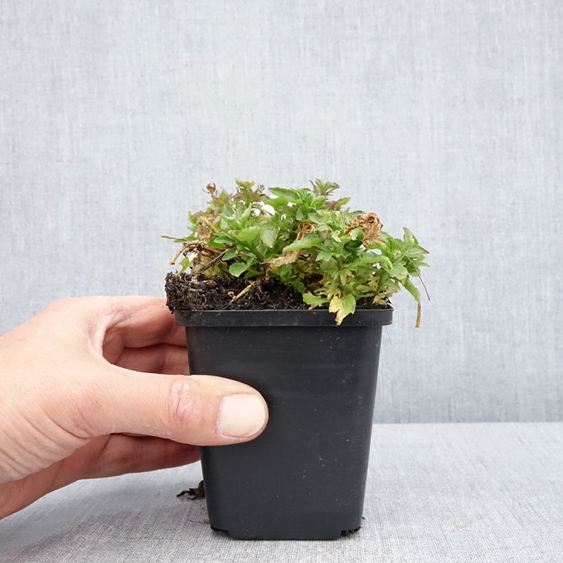 Exemplaar van Viola cornuta Icy But Spicy - Hoornviooltje Kweekpotje van 8/9 cm zoals geleverd in de lente