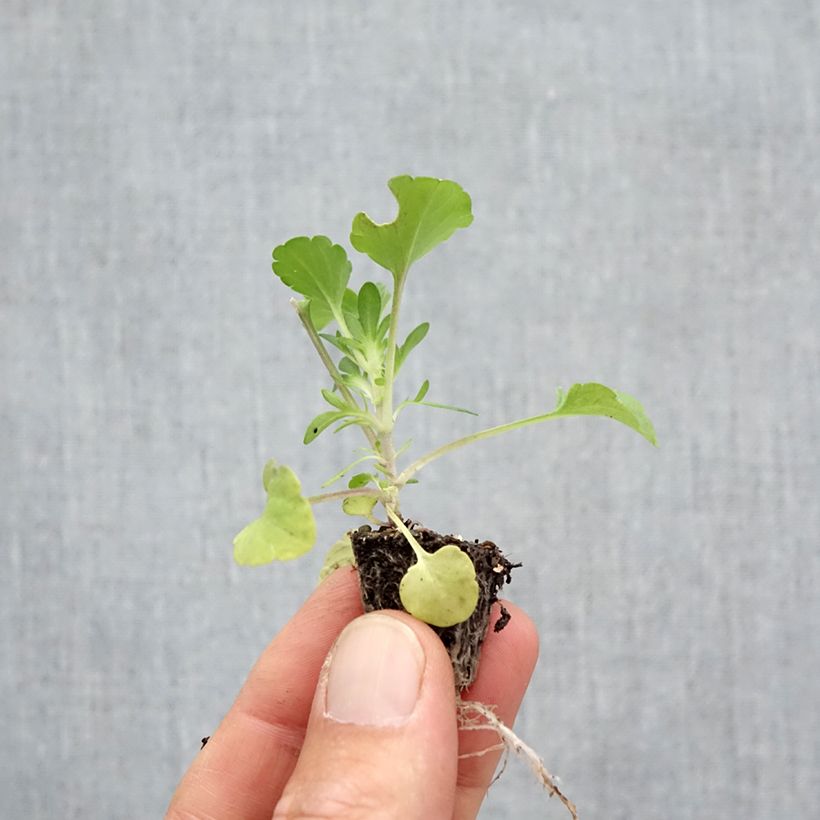 Exemplaar van Viola cornuta F1 Prim Up Citrus Mix - Hoornviooltje Minimotte: kluitje van 2,2 cm x 2 cm in kweekplaat per 35 stuks zoals geleverd in de herfst
